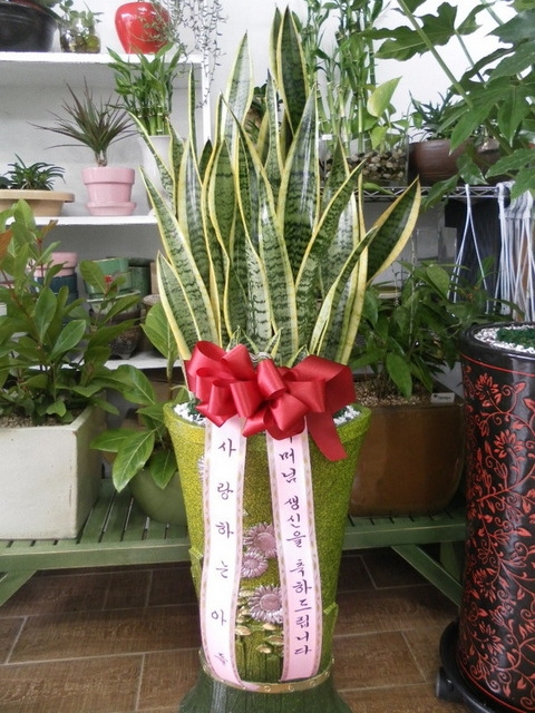 꼼50000